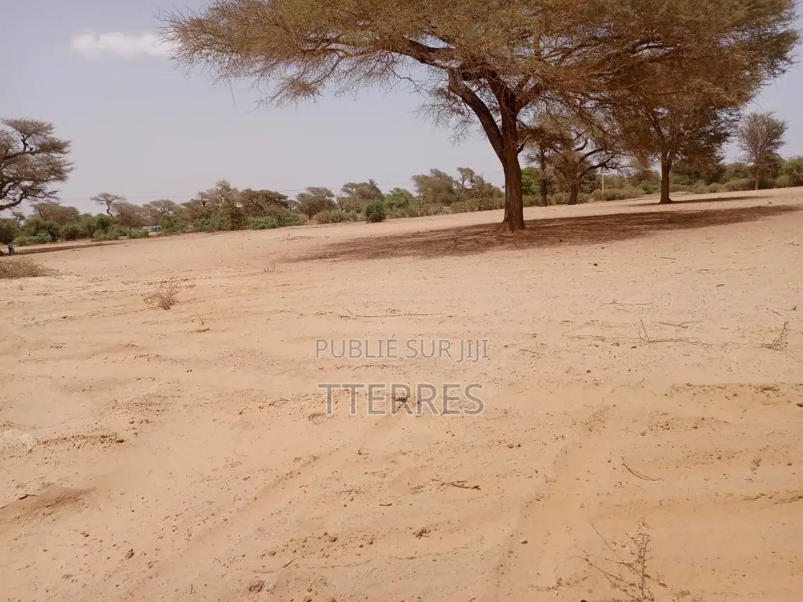 Terrain Agricole De 2 Hectares À 3 Km Touba Toul - Thiès