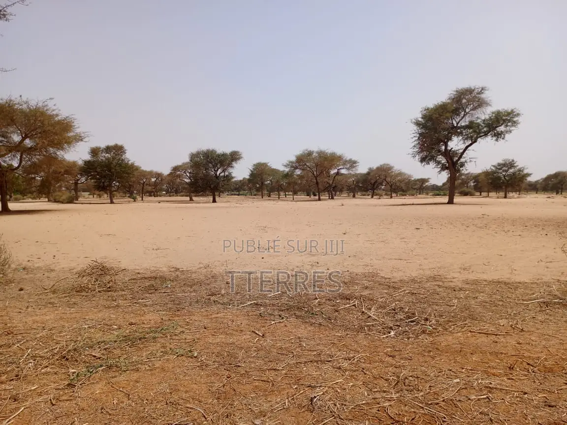 Terrain Agricole De 2 Hectares À 3 Km Touba Toul - Thiès