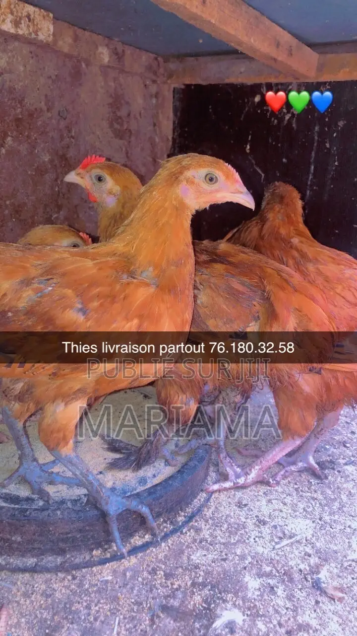 Métisse Bleu Olande