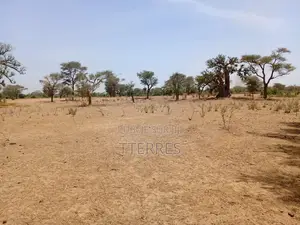 Verger De 1,13 Hectare À 700 M Dounguel - Notto Diobass