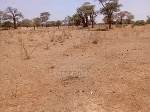 Verger De 1,13 Hectare À 700 M Dounguel - Notto Diobass