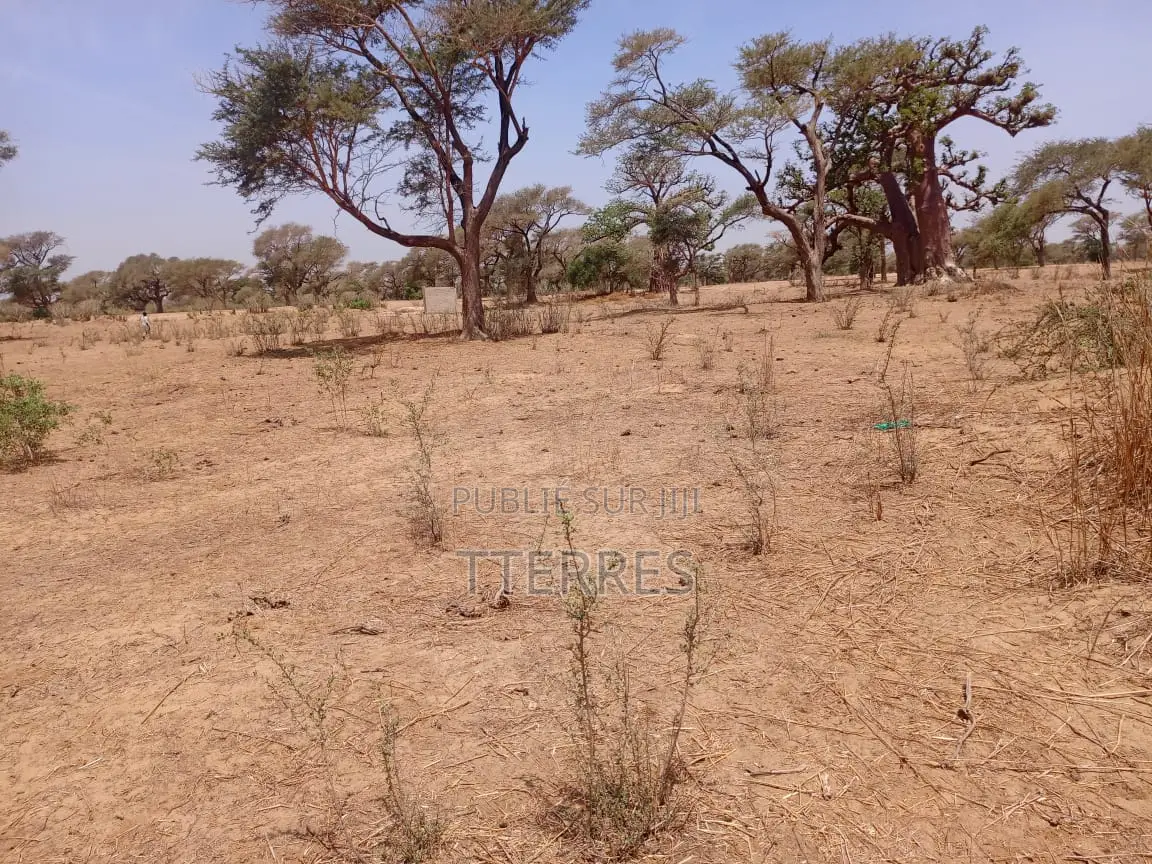 Verger De 1,13 Hectare À 700 M Dounguel - Notto Diobass