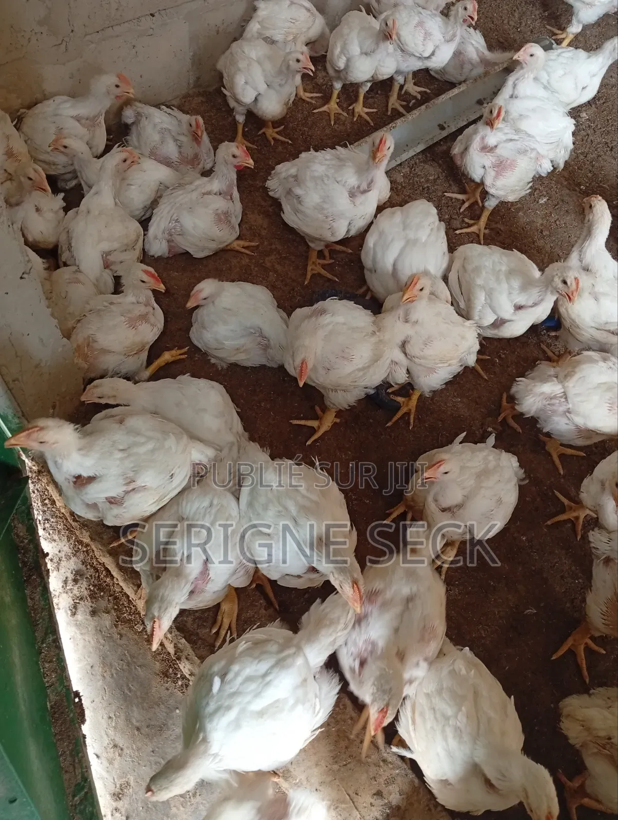Poulets De Chair