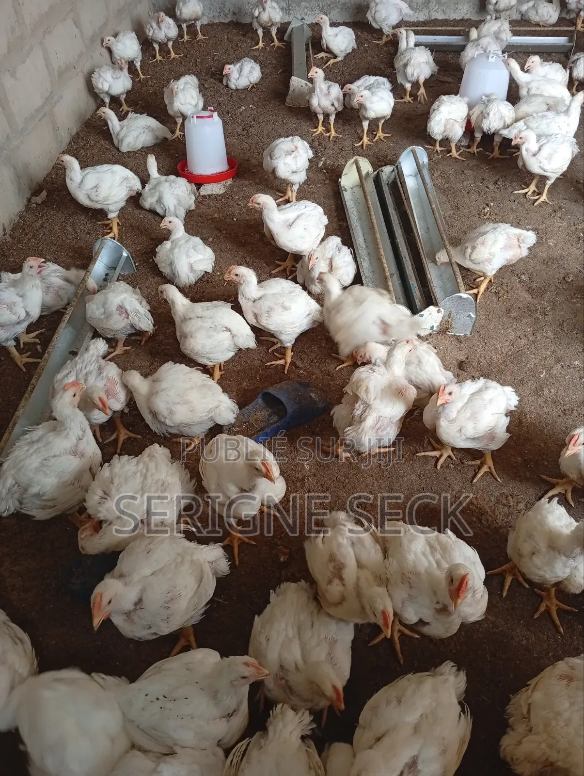 Poulets De Chair