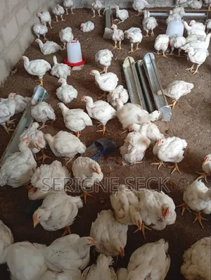 Poulets De Chair