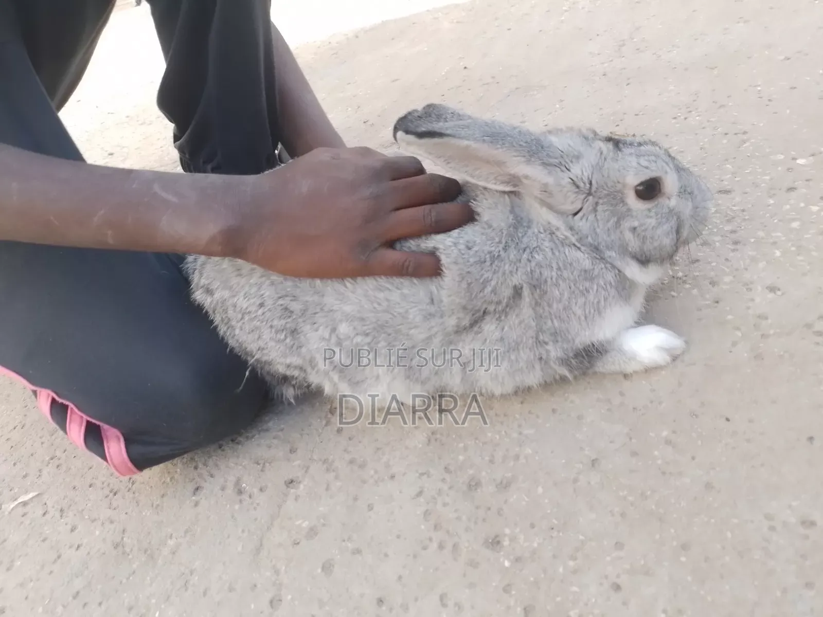 Lapin À Vendre