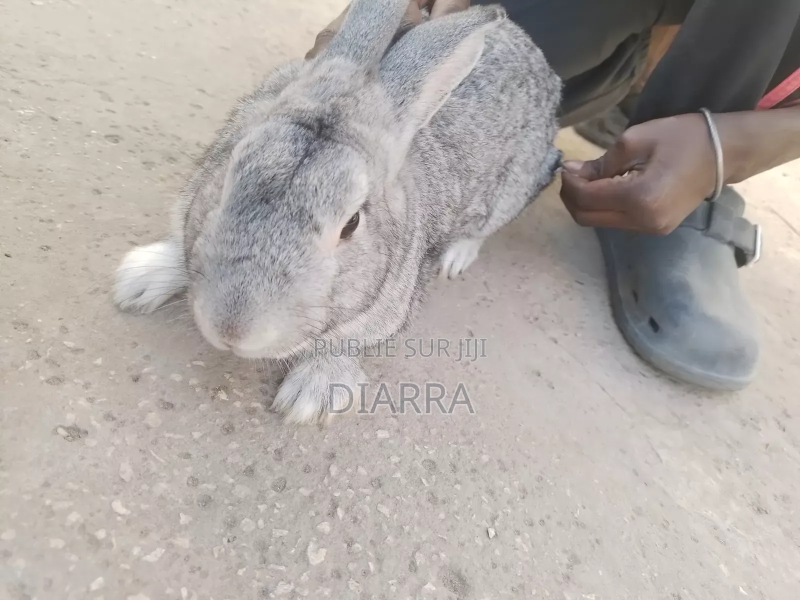 Lapin À Vendre