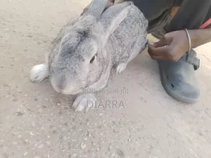 Lapin À Vendre