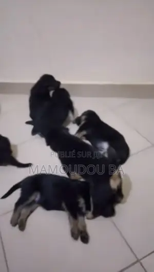 1-3 mois Homme Pure race German Shepherd