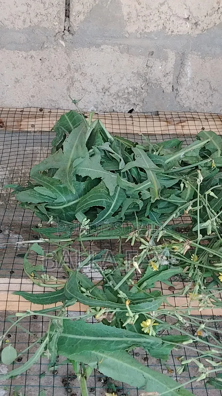 Herbe Pour Lapin