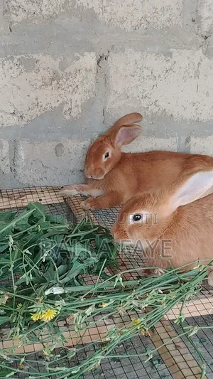 Herbe Pour Lapin