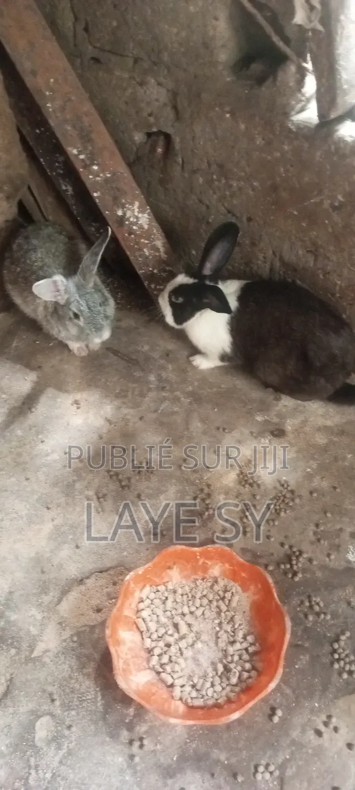Autre Animaux