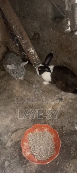 Autre Animaux
