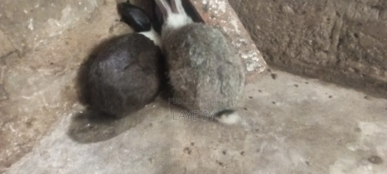 Autre Animaux
