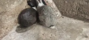 Autre Animaux