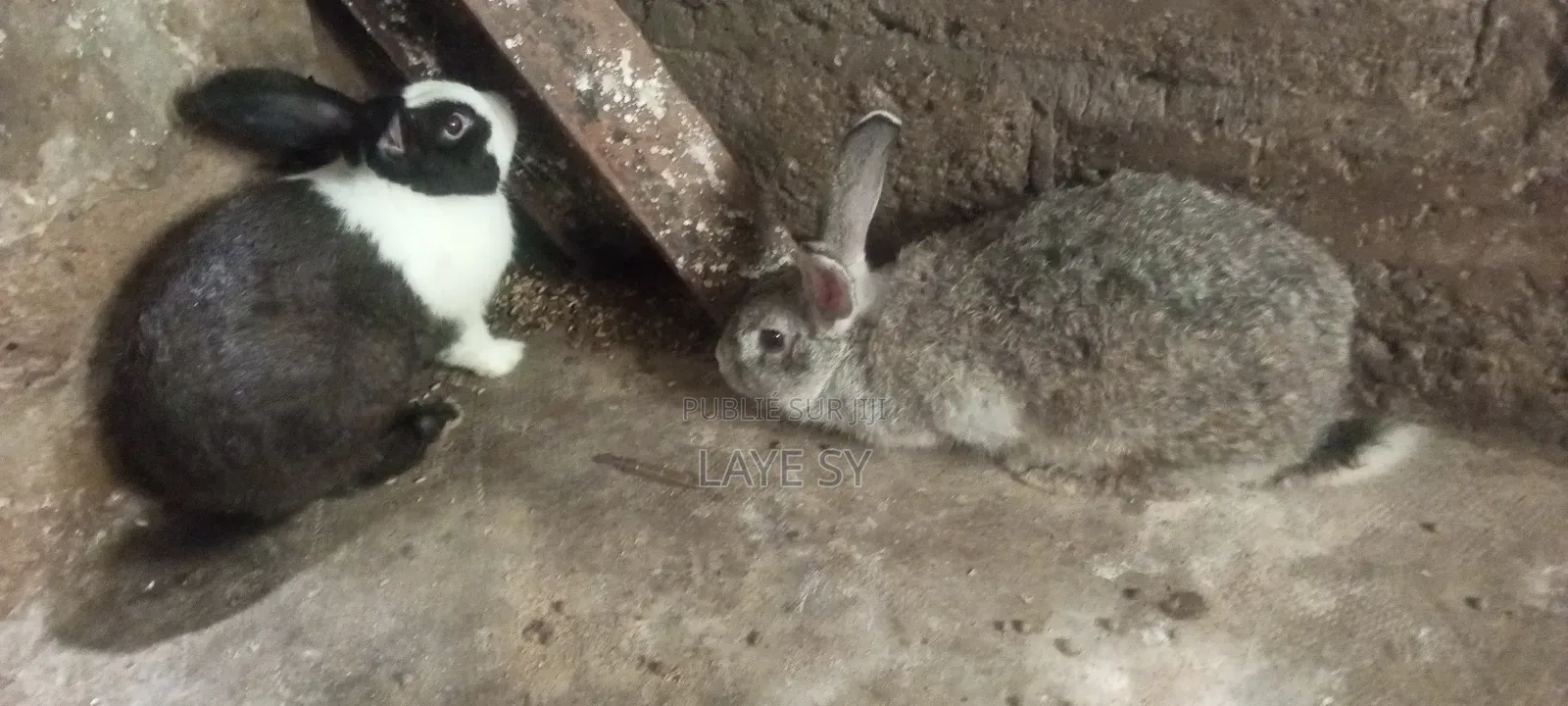 Autre Animaux