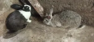 Autre Animaux