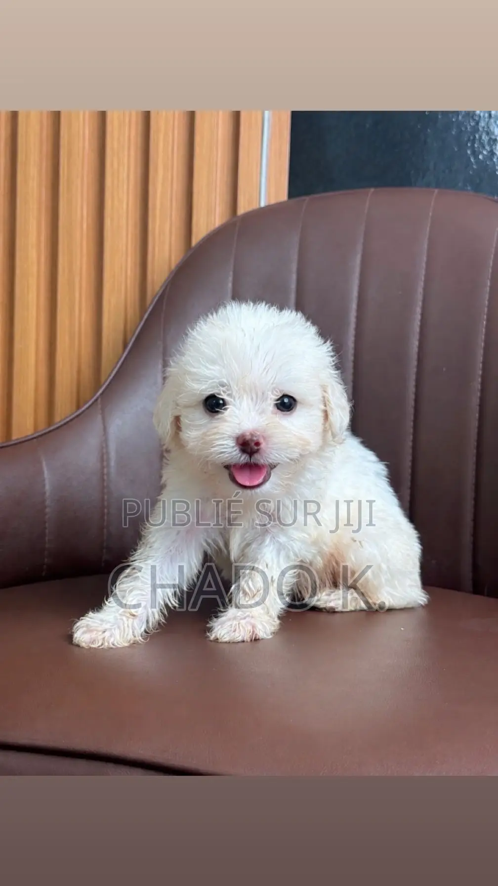 1-3 mois Homme Pure race Bichon Frise