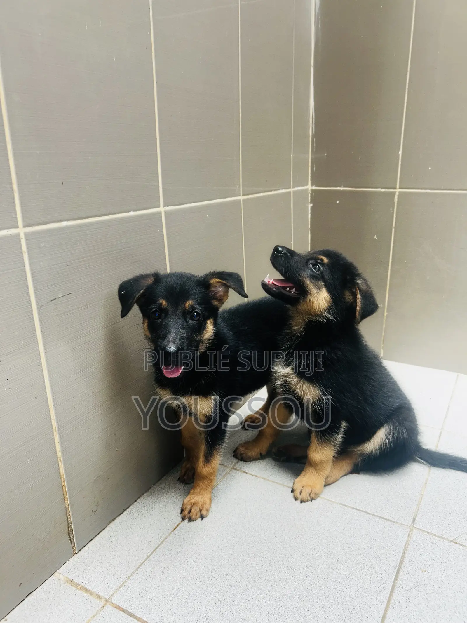 1-3 mois Homme Pure race German Shepherd