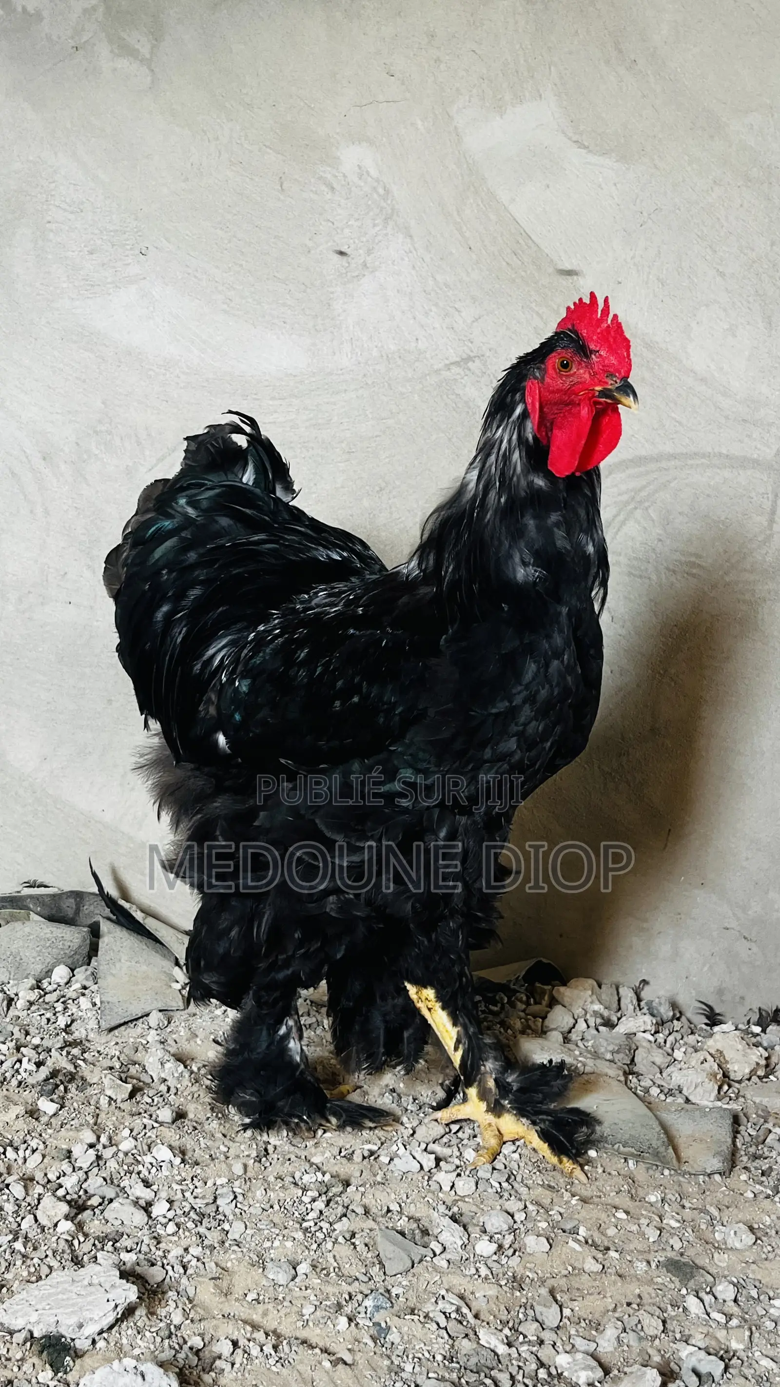 Deux Jeunes Mâles Brahman