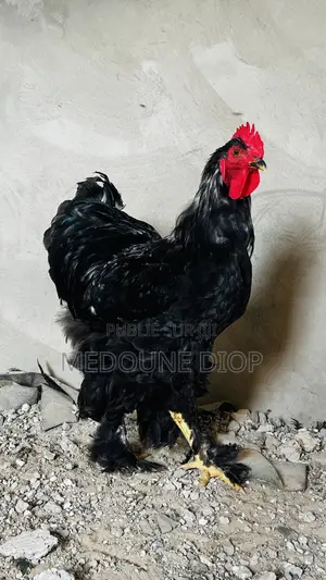 Deux Jeunes Mâles Brahman