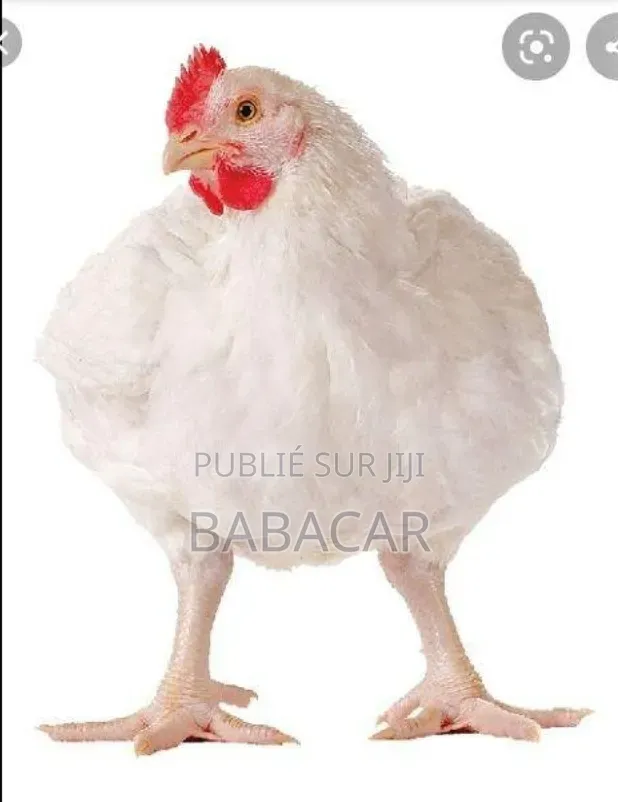 Astar Poulet De Chaire