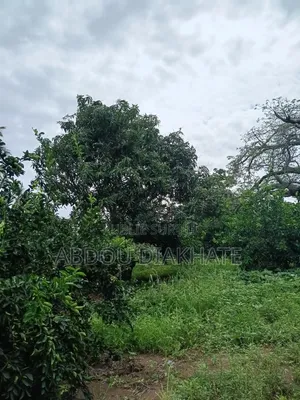Vente d'Un Champ De 7000m Carrés Avec Arbres Fruitiers