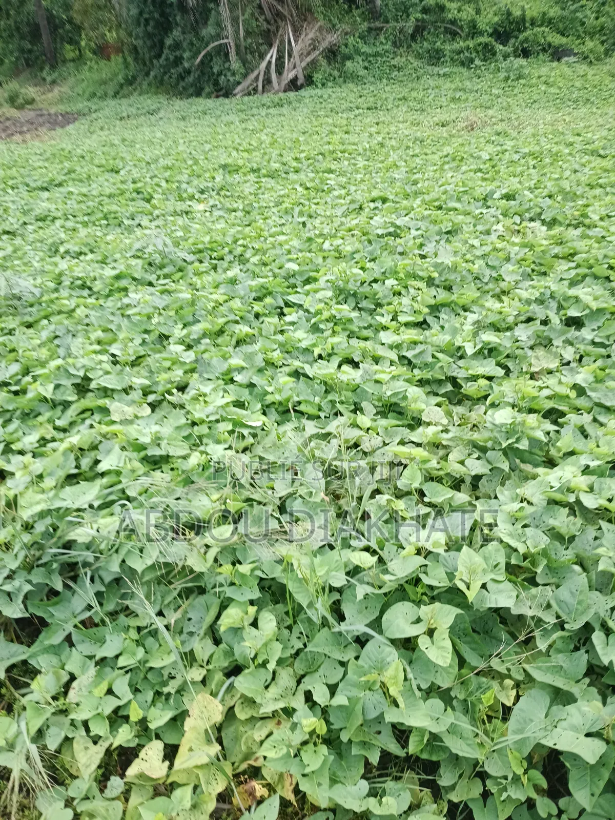 Vente d'Un Champ De 7000m Carrés Avec Arbres Fruitiers