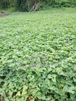 Vente d'Un Champ De 7000m Carrés Avec Arbres Fruitiers