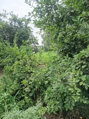 Vente d'Un Champ De 7000m Carrés Avec Arbres Fruitiers