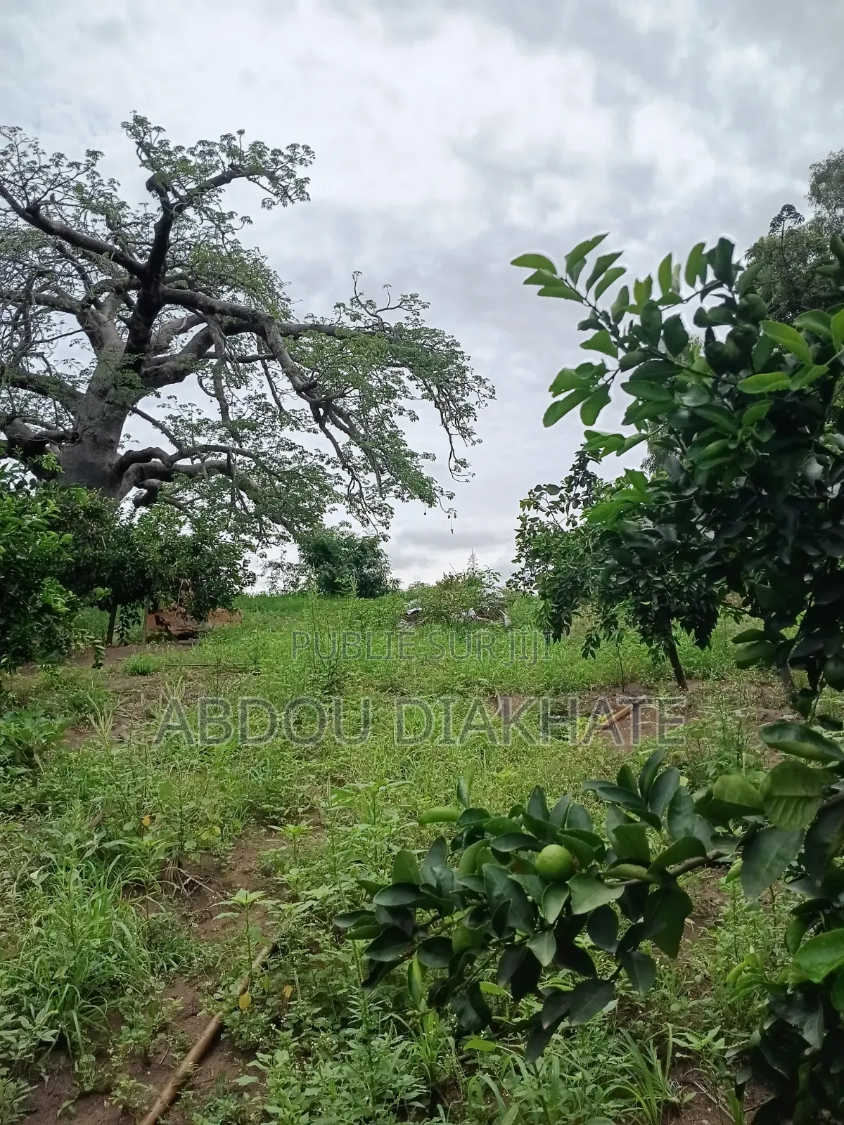 Vente d'Un Champ De 7000m Carrés Avec Arbres Fruitiers