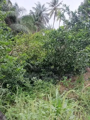 Vente d'Un Champ De 7000m Carrés Avec Arbres Fruitiers