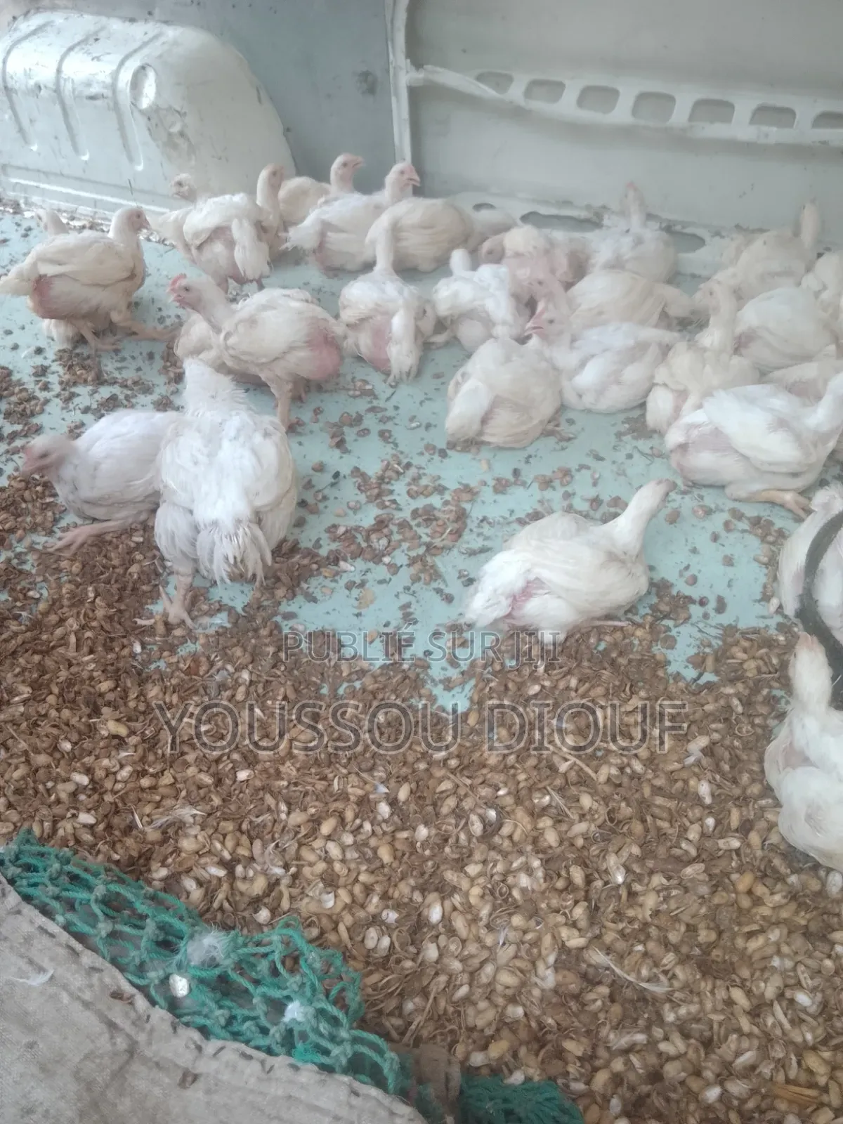 Poulet De Chair