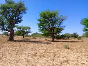 Terrain Agricole De 2,57 Hectares À 3 Km De Tassette – Thies