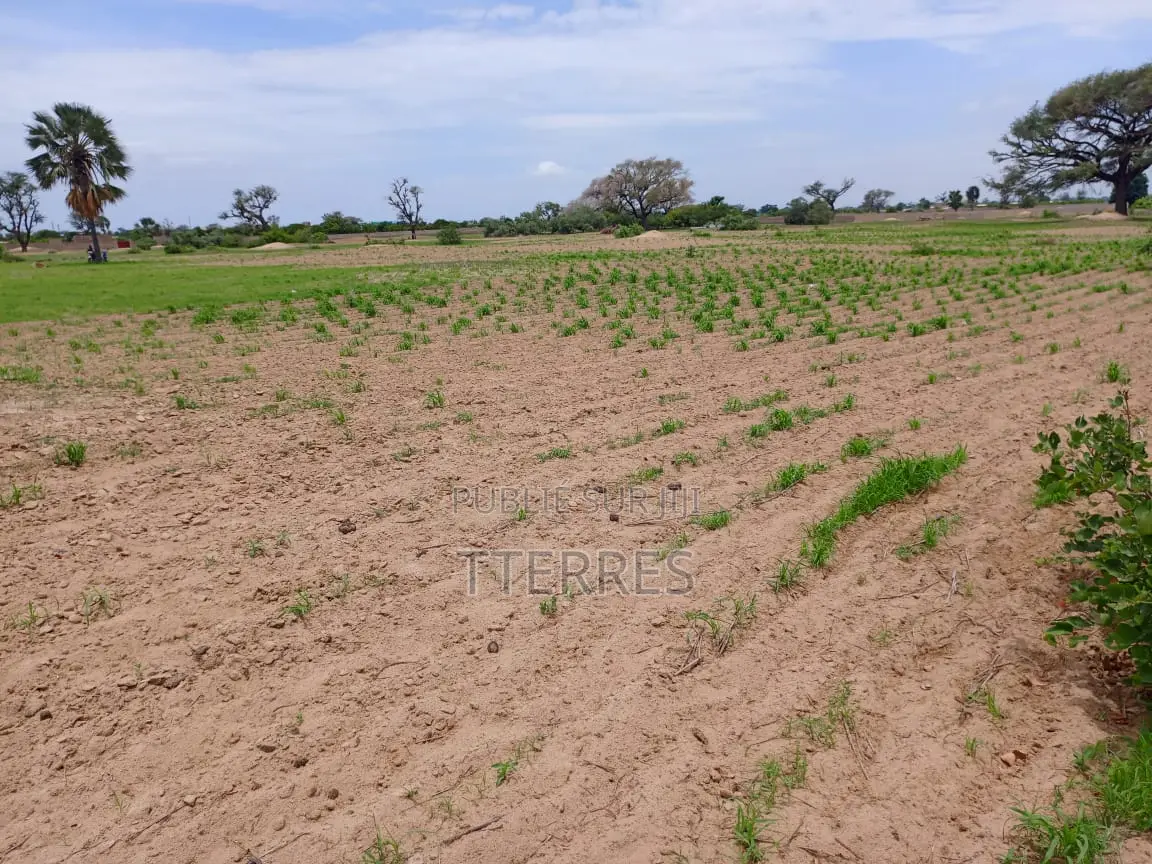 25300 M2 De Verger À 700 M De La Route Mbour-Sandiara