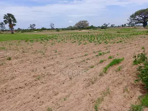 25300 M2 De Verger À 700 M De La Route Mbour-Sandiara