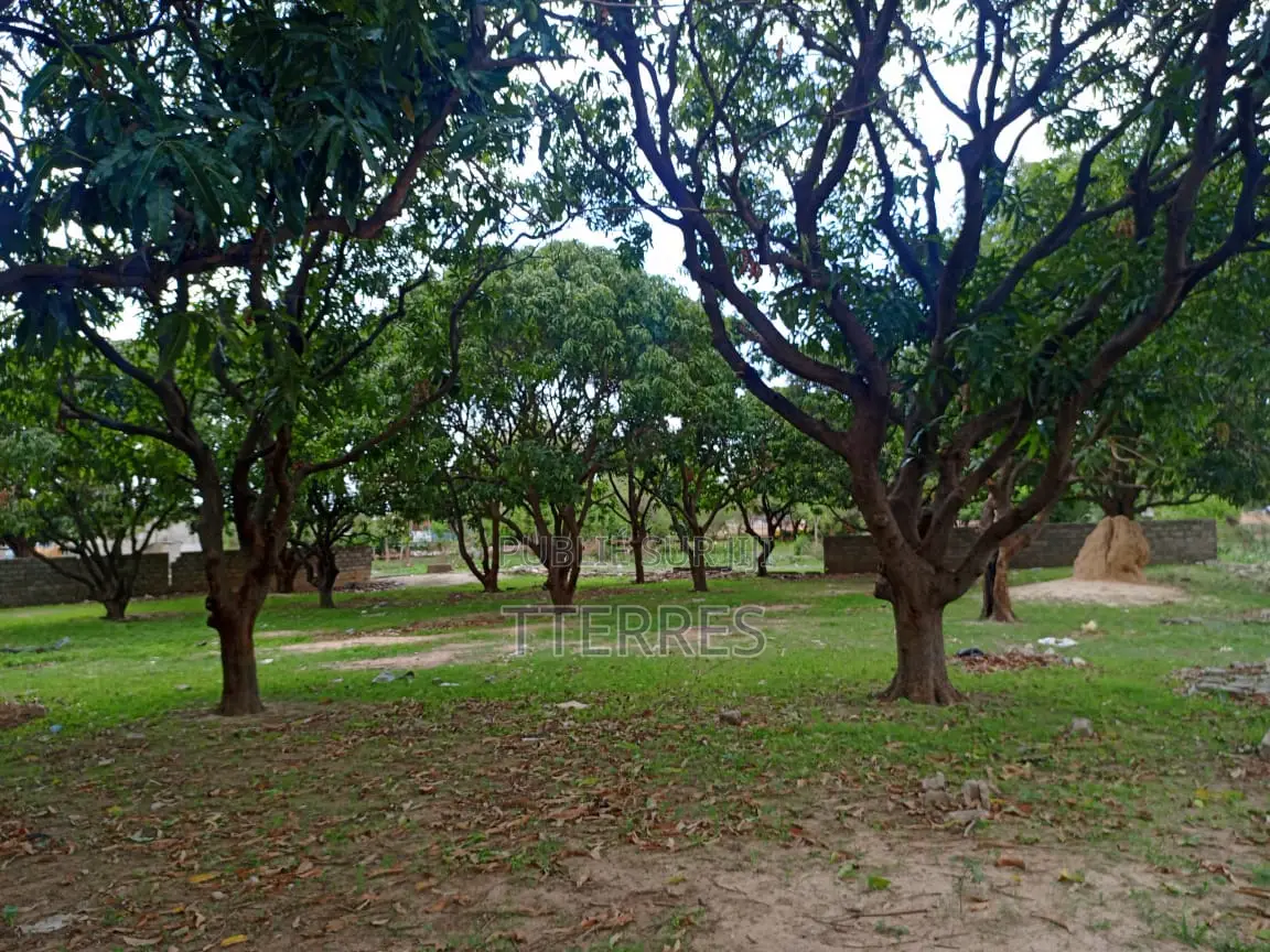 5000 M2 De Verger en Bordure De Route À Sandiara - Mbour