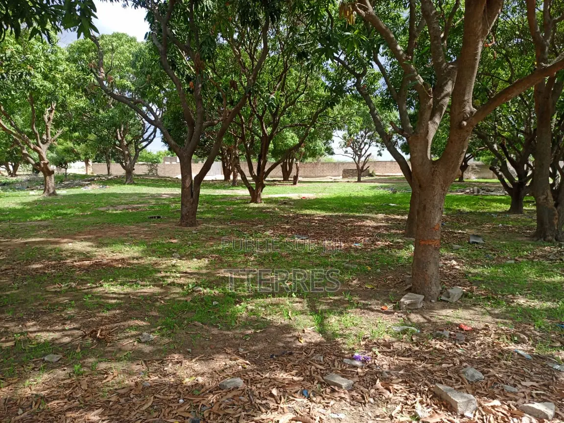 5000 M2 De Verger en Bordure De Route À Sandiara - Mbour