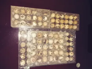 Vente d'Œufs De Caille