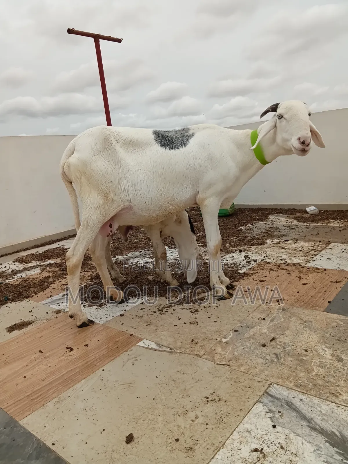 Mouton Ladoum