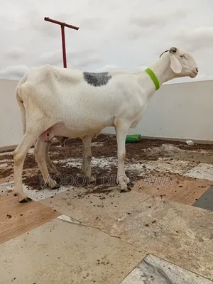 Mouton Ladoum