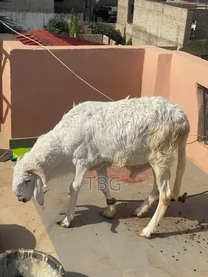 Géniteur Tchadien