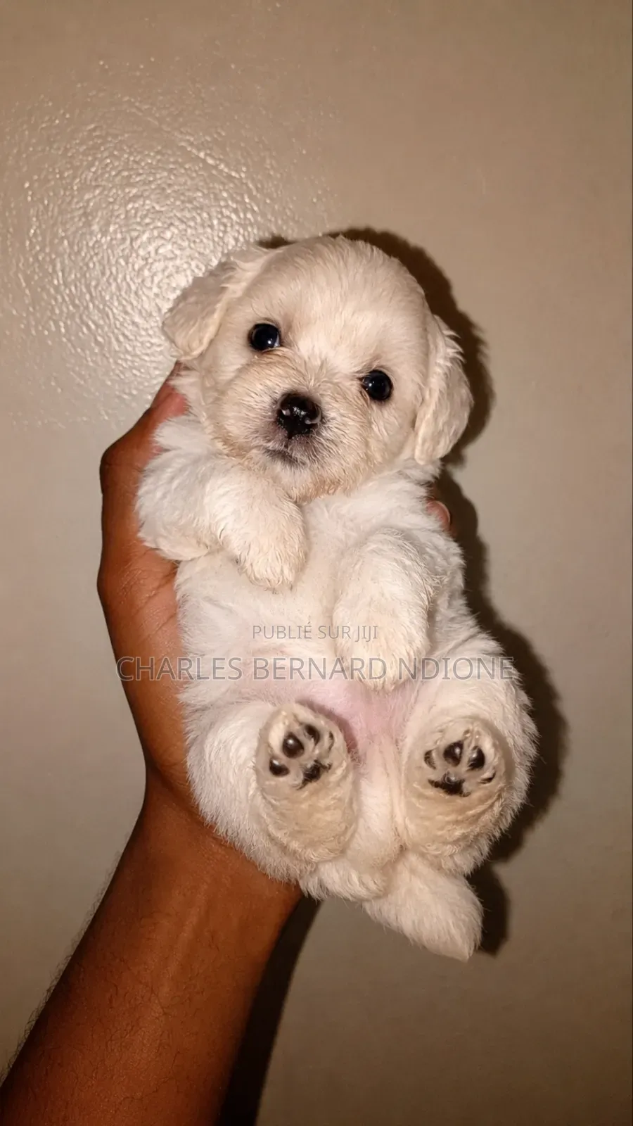 1-3 mois Homme Pure race Bichon Frise