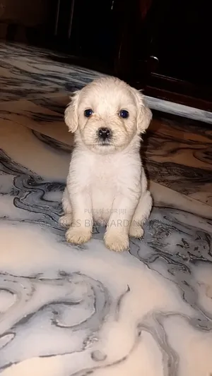 1-3 mois Homme Pure race Bichon Frise