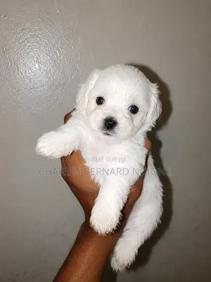 1-3 mois Homme Pure race Bichon Frise