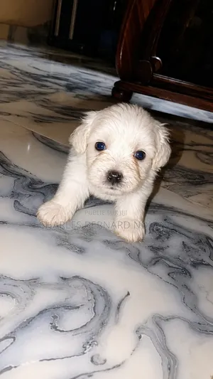 1-3 mois Homme Pure race Bichon Frise