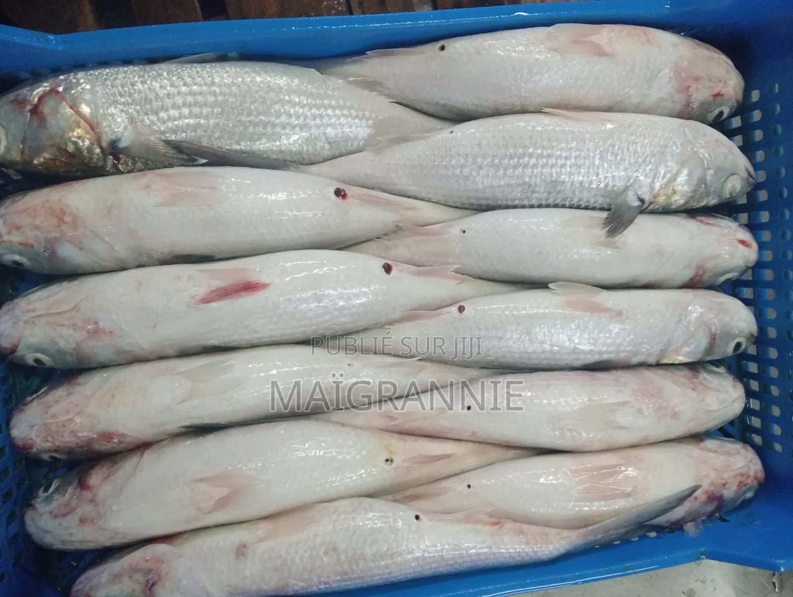 Poisson Frais