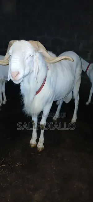 Mouton Blanc