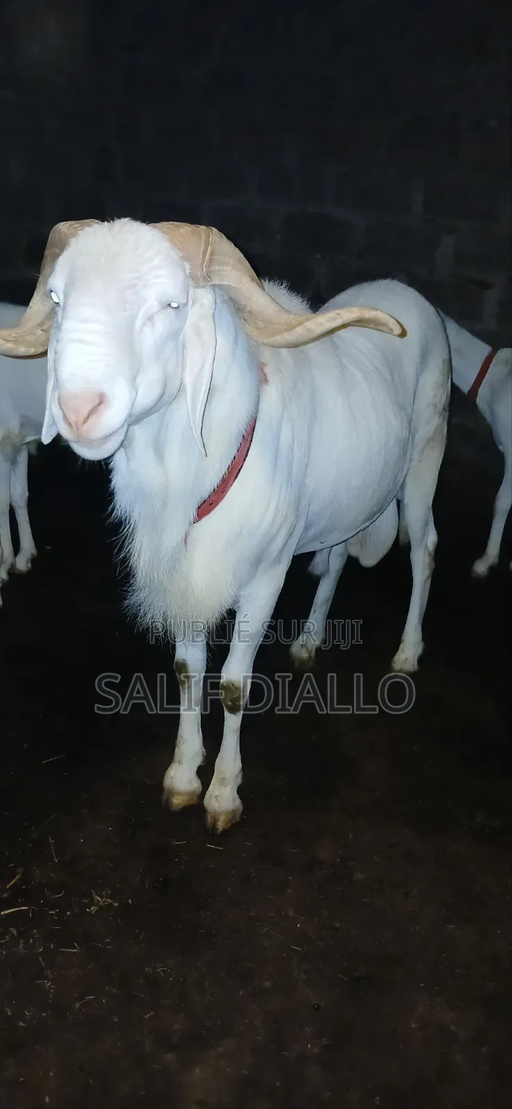 Mouton Blanc