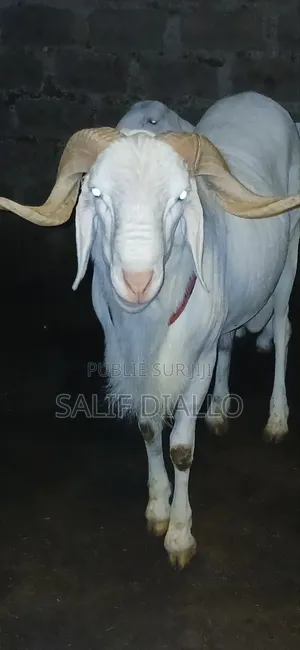Mouton Blanc